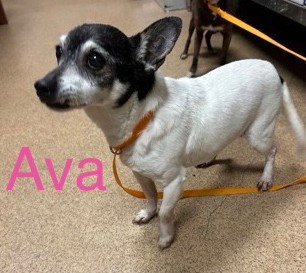 AVAH TX - Chihuahua available for adoption