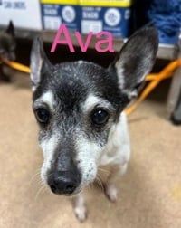 Avah TX - Photo 6