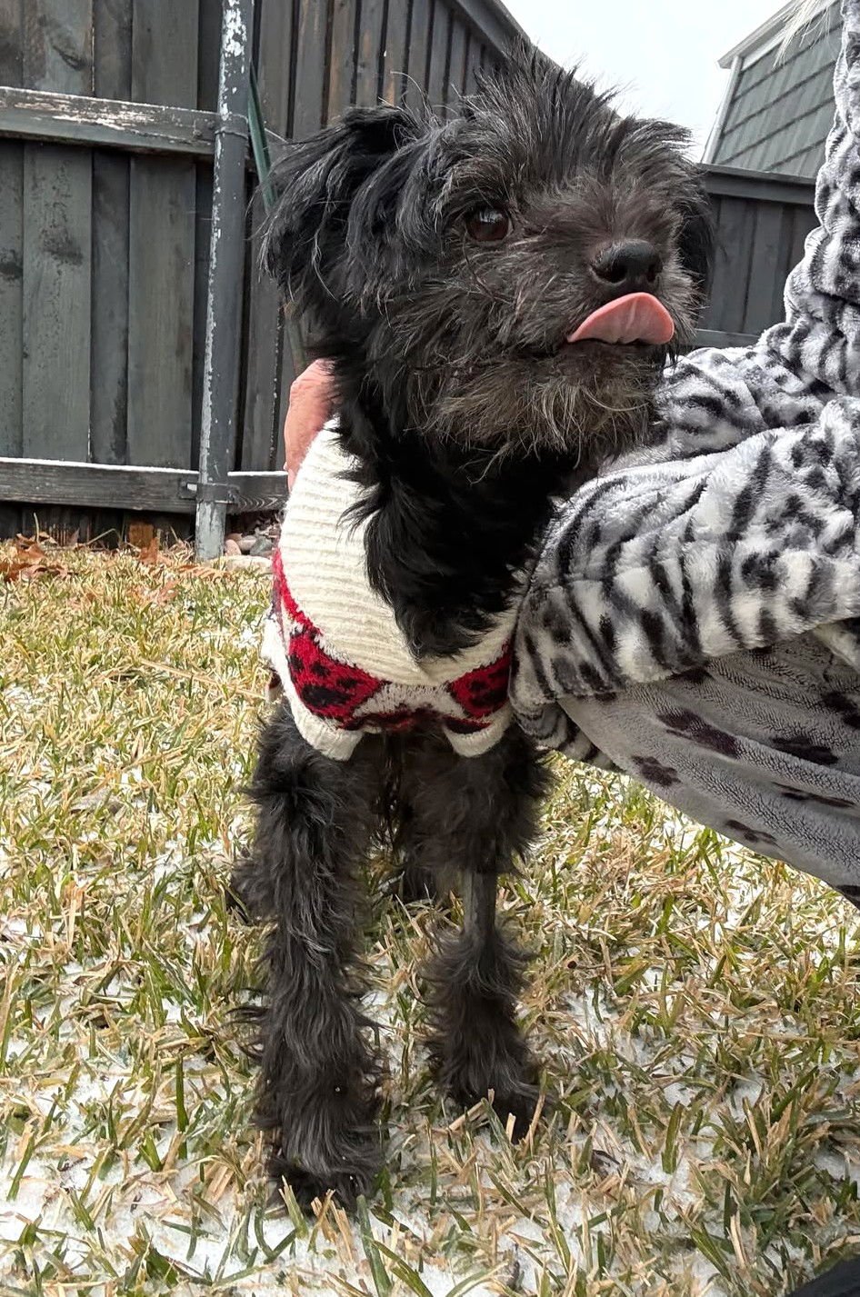 OXFORD TX - Schnauzer available for adoption