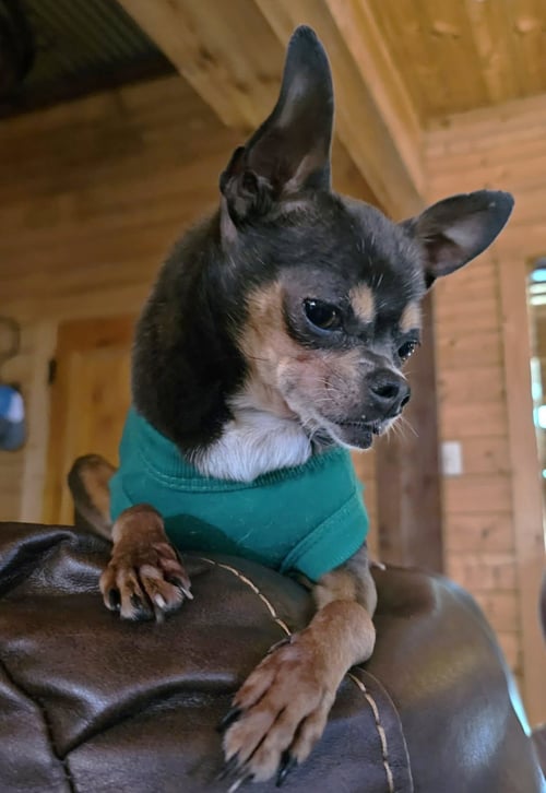 GINA TX - Chihuahua available for adoption