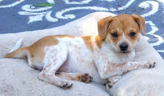 HEATHER'S TIPPY TX - Chihuahua / Cattle Dog available for adoption