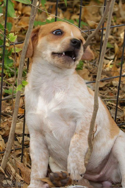 HEATHER'S TIPPY TX - Chihuahua / Cattle Dog available for adoption