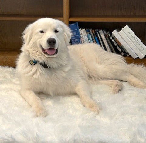 XP HANK - MOUNTAIN LAKES, NJ - Great Pyrenees available for adoption