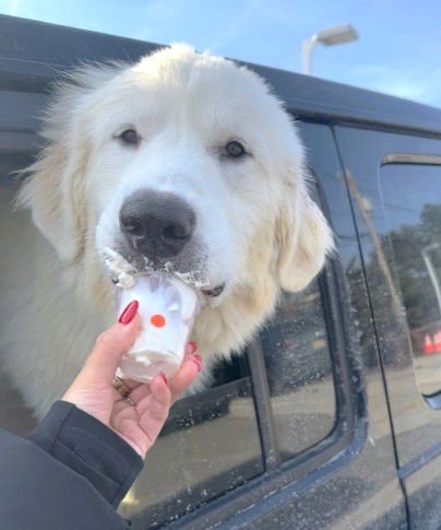 XP HANK - MOUNTAIN LAKES, NJ - Great Pyrenees available for adoption