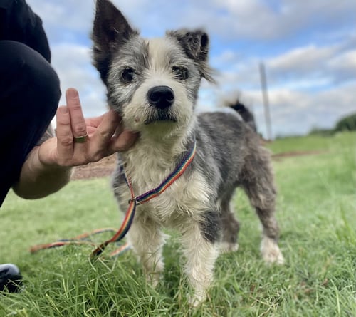 EDELSTEIN TX - Terrier available for adoption