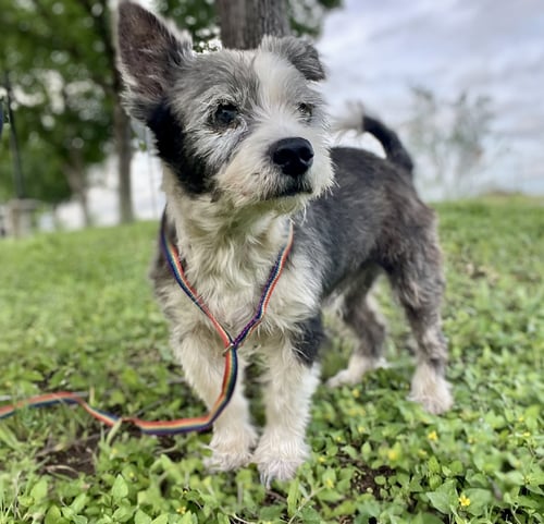 EDELSTEIN TX - Terrier available for adoption
