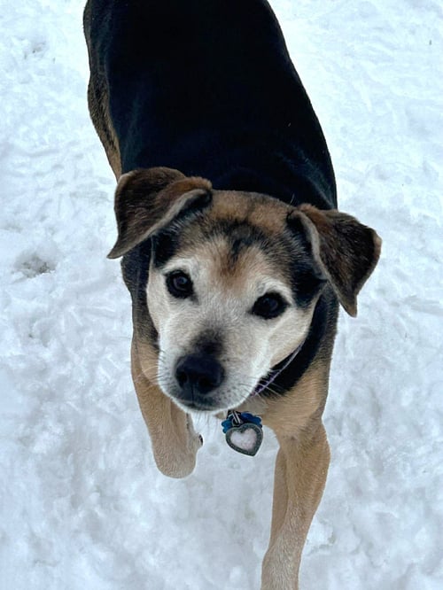 LUCY NASON NJ - Chihuahua / Beagle available for adoption