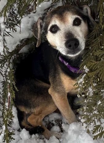 LUCY NASON NJ - Chihuahua / Beagle available for adoption