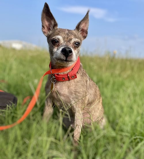 ENID TX - Chihuahua available for adoption