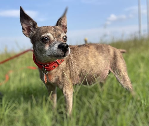 ENID TX - Chihuahua available for adoption