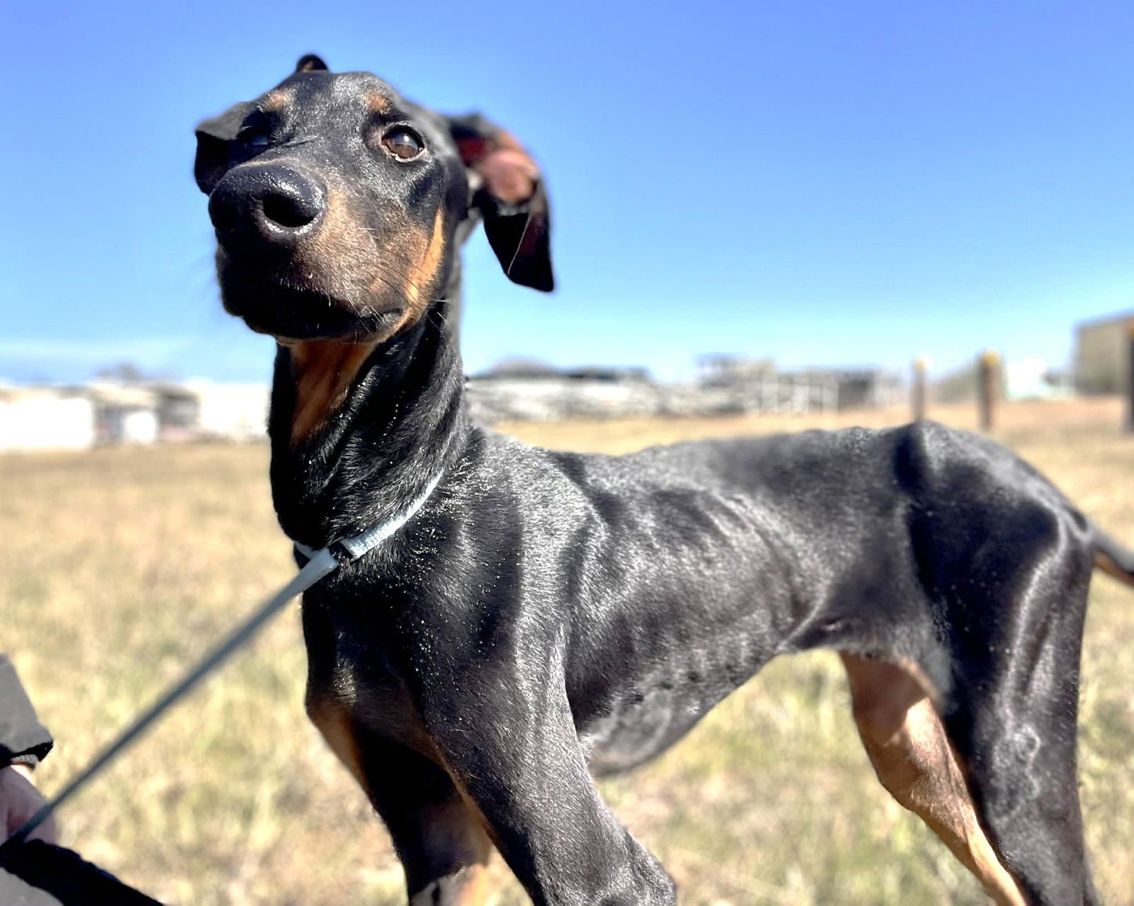 KOFTA TX - Doberman Pinscher available for adoption