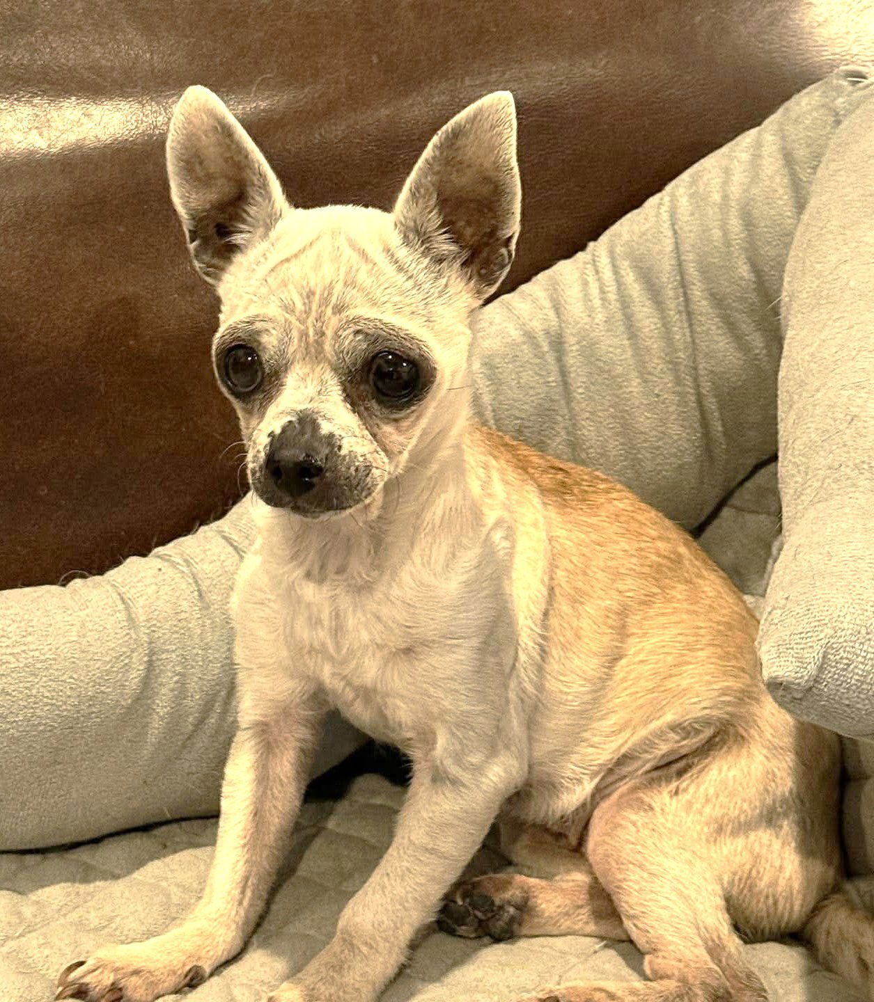 EDNA THE SPICY CHI TX - Chihuahua available for adoption