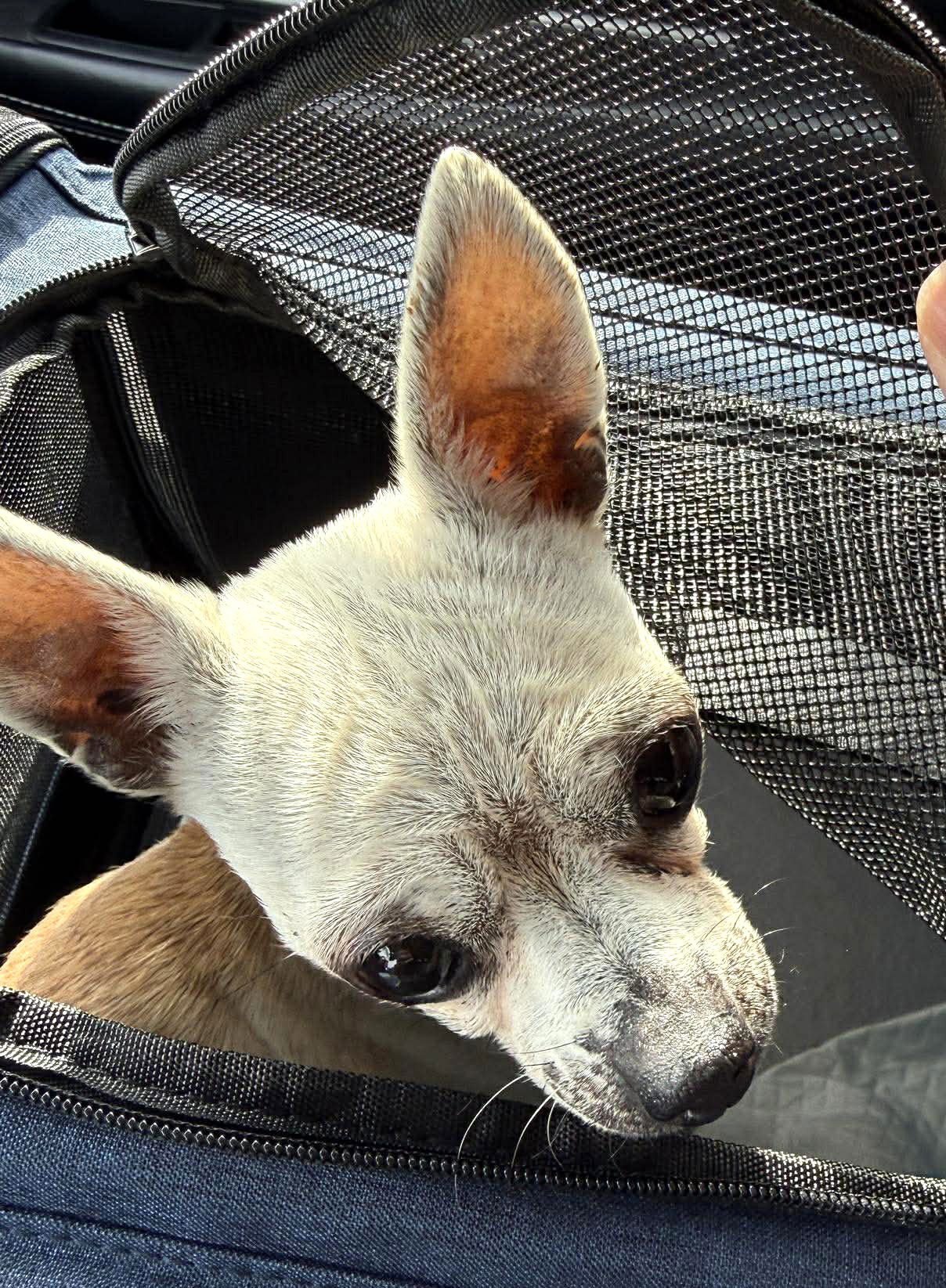 EDNA THE SPICY CHI TX - Chihuahua available for adoption