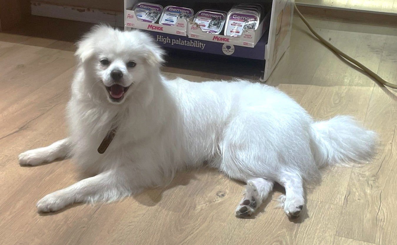 XP MOCHI - NJ - Spitz available for adoption