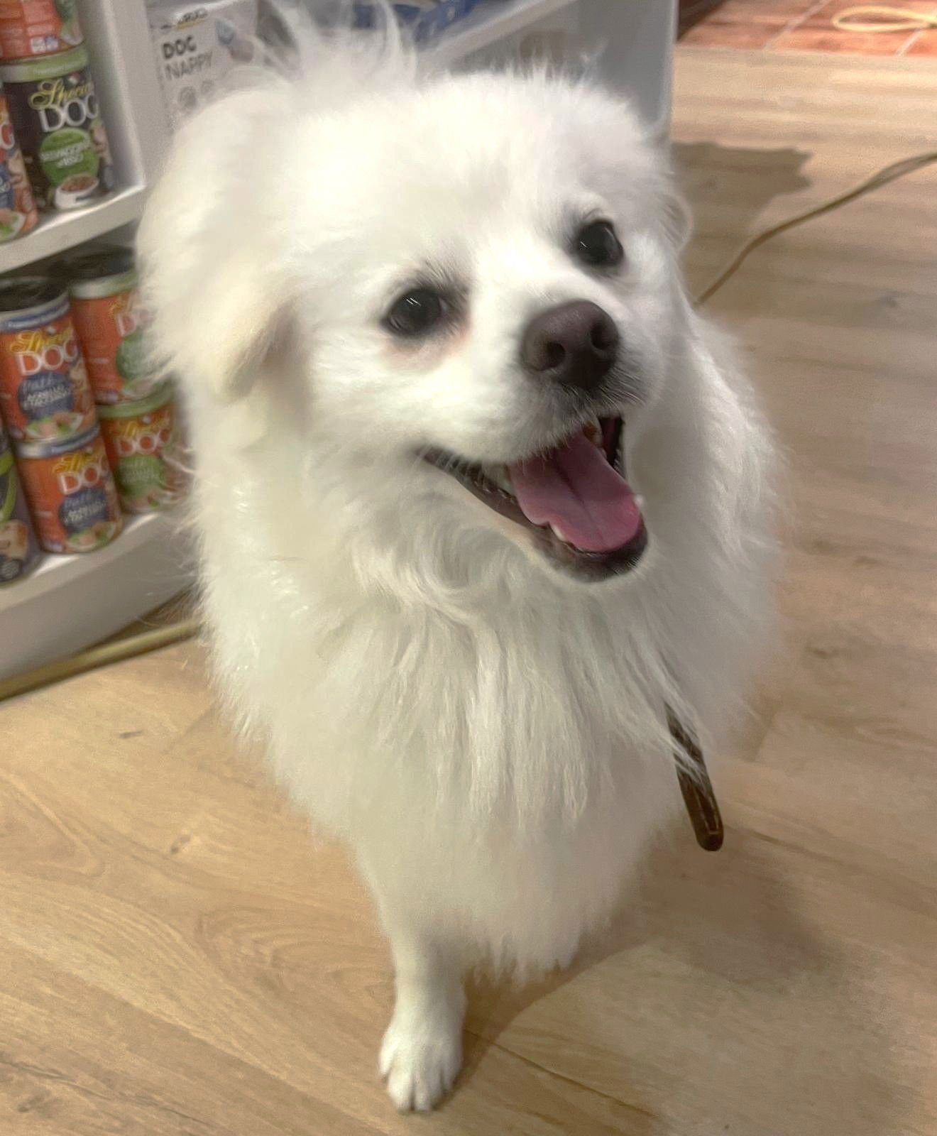 XP Mochi - NJ - Photo 3