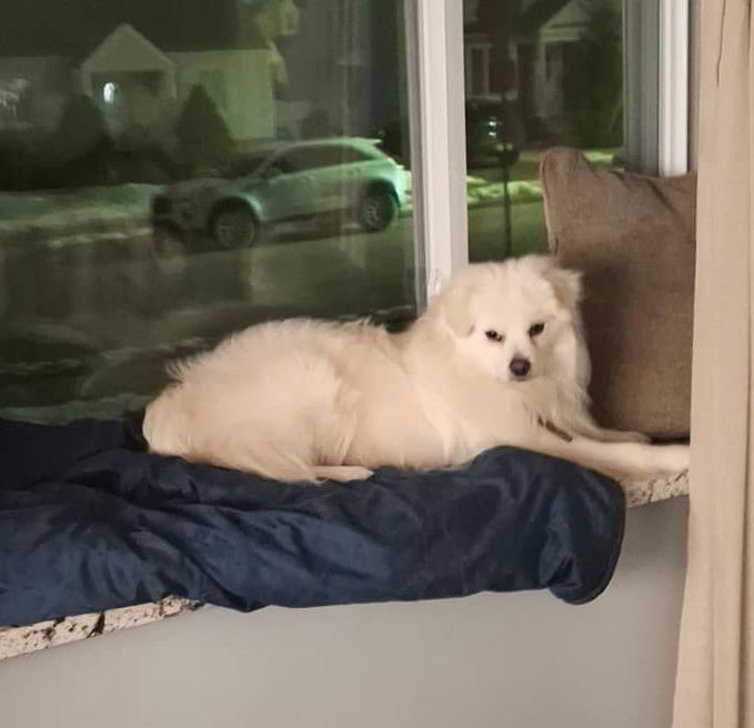 XP Mochi - NJ - Photo 4