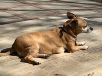 Lily Nason NJ - Photo 4