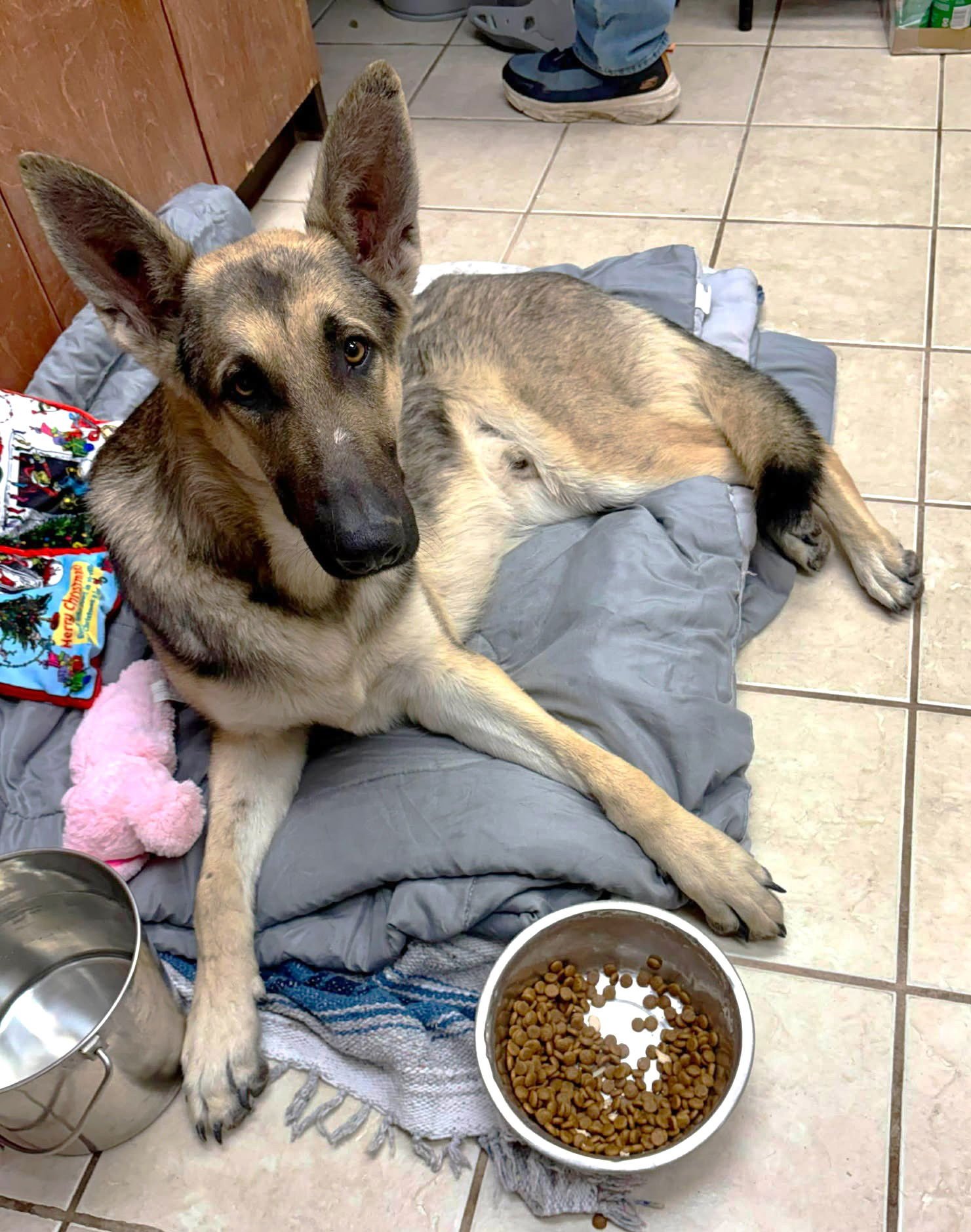 RUGER GSD TX - German Shepherd Dog available for adoption