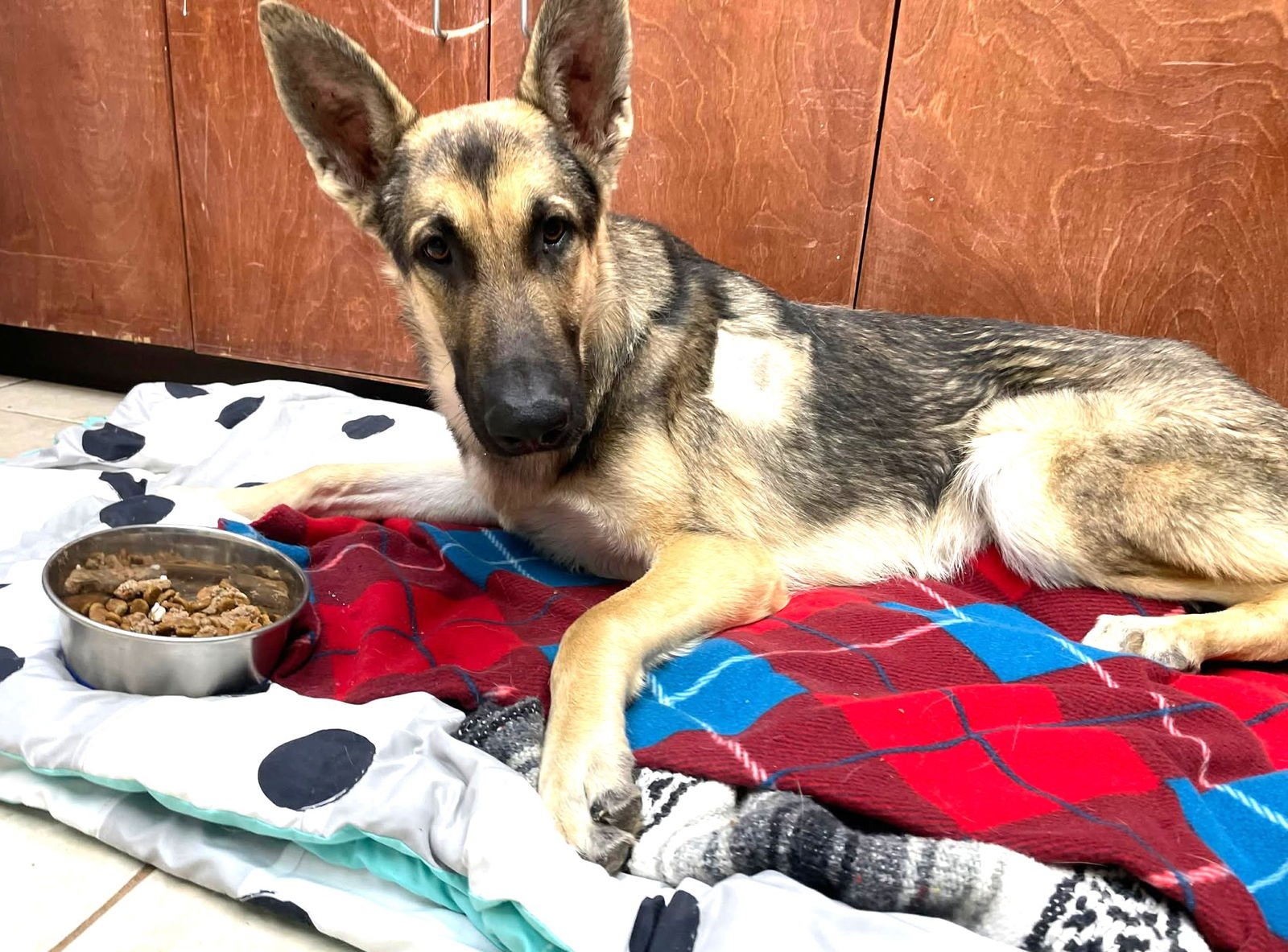 RUGER GSD TX - German Shepherd Dog available for adoption