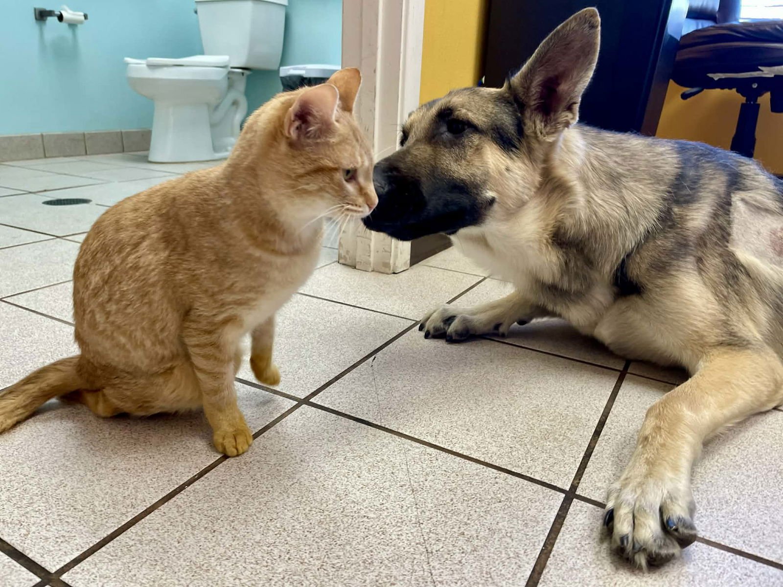 Ruger GSD TX - Photo 3