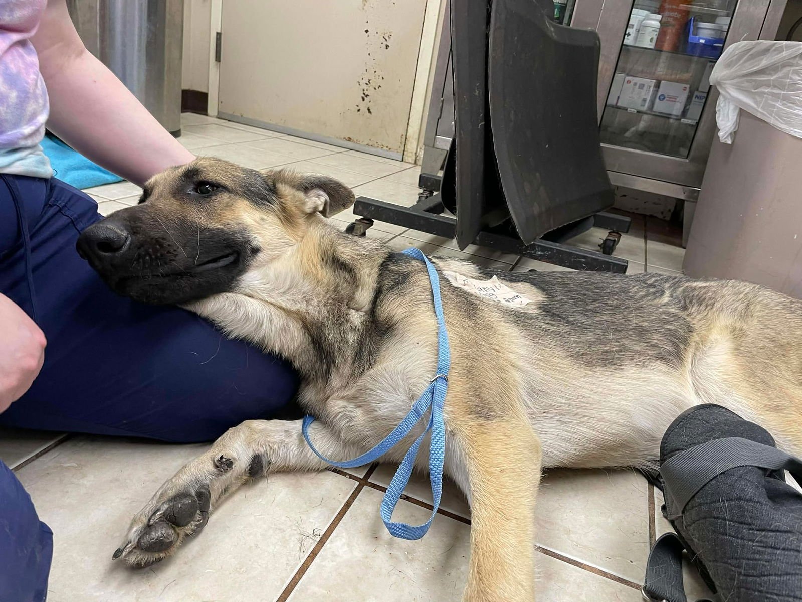 Ruger GSD TX - Photo 4