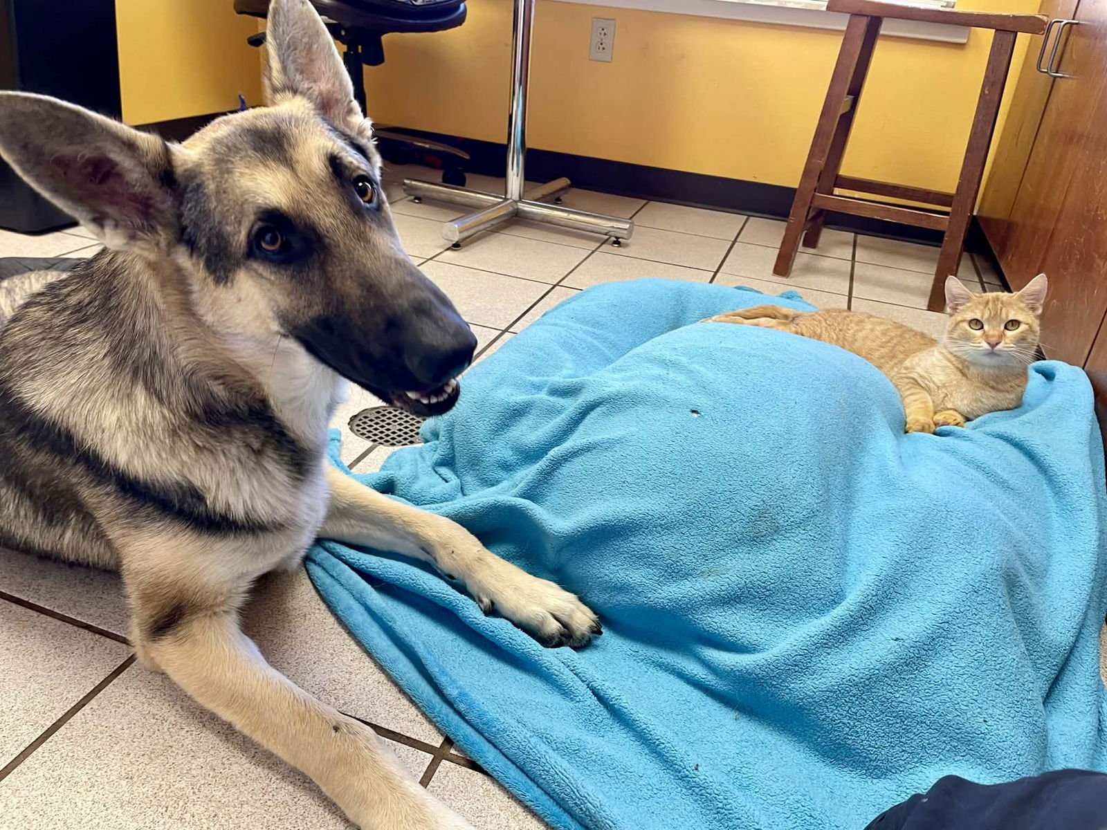 Ruger GSD TX - Photo 6