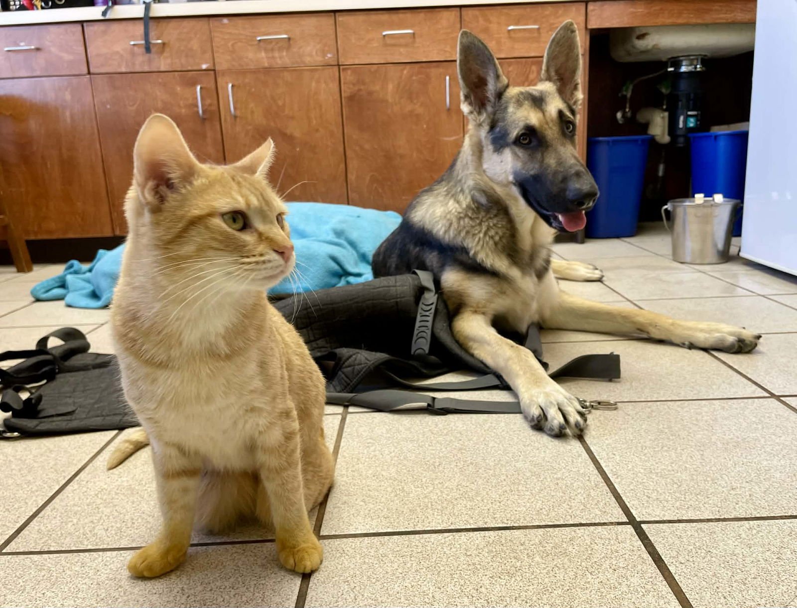 Ruger GSD TX - Photo 7