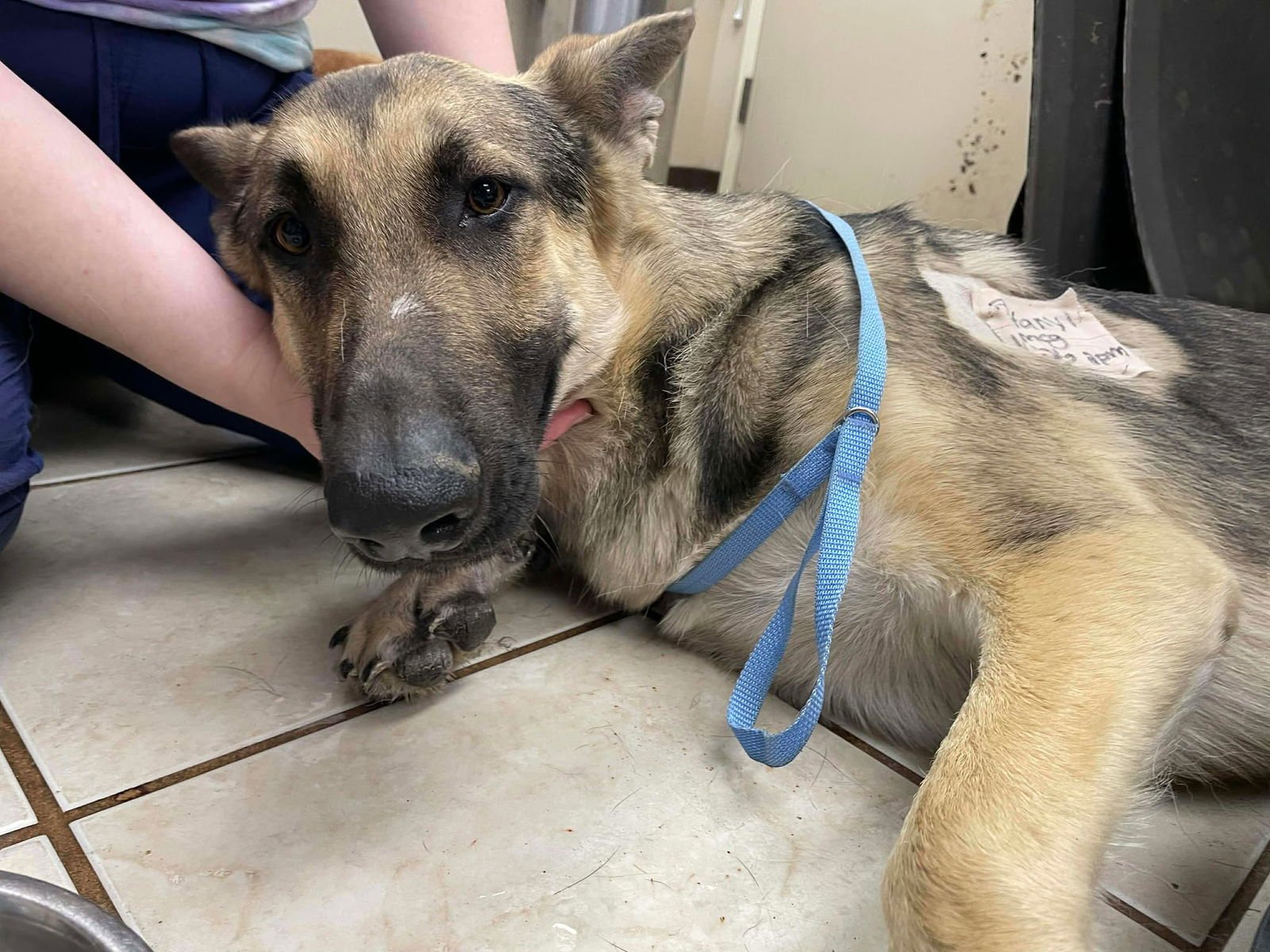 Ruger GSD TX - Photo 8