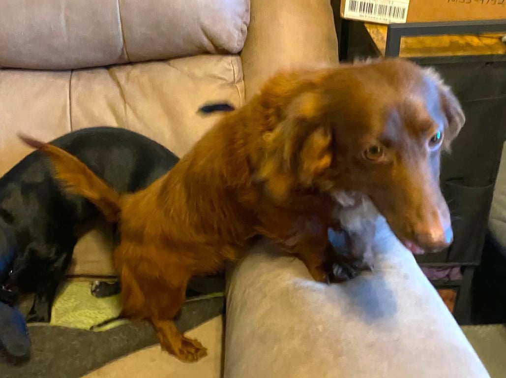 Rexx Doxie TX Image