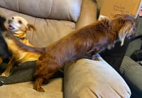 Rexx Doxie TX - Photo 2