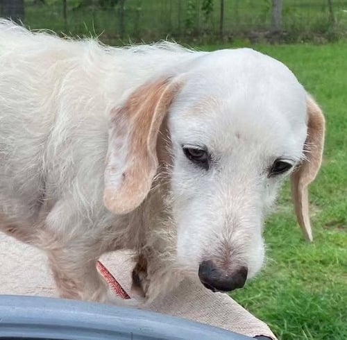 OTTO DOXIE TX