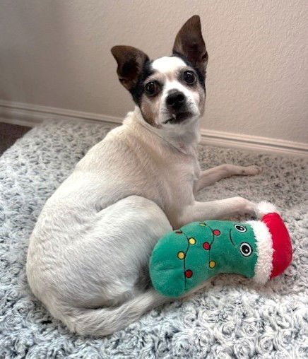 PIPER TX - Jack Russell Terrier / Rat Terrier available for adoption