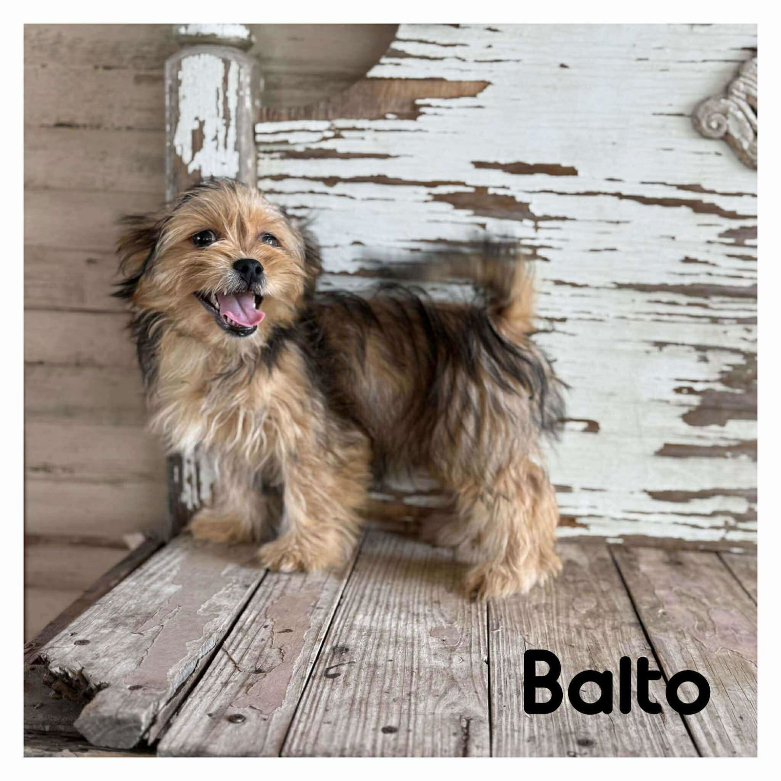 NATHALIE'S BALTO TX - Terrier available for adoption