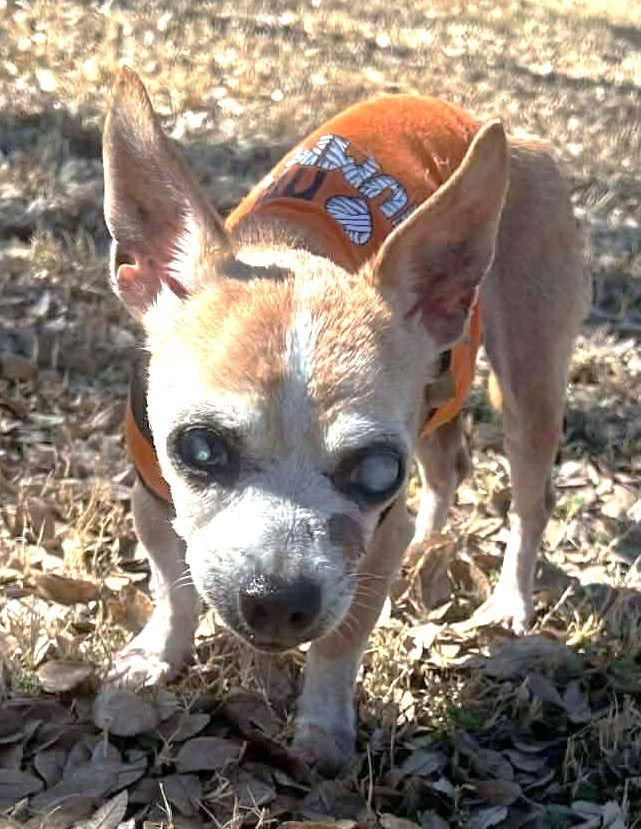 TIMOTHINA TX - Chihuahua available for adoption
