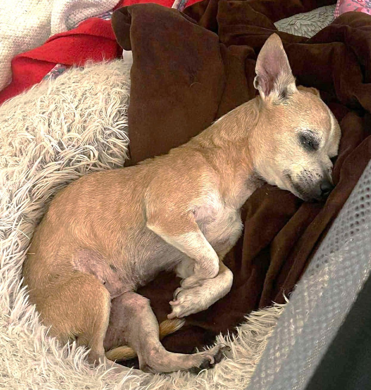 Timothina TX - Photo 5