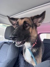 Bonny 3173 - Photo 8