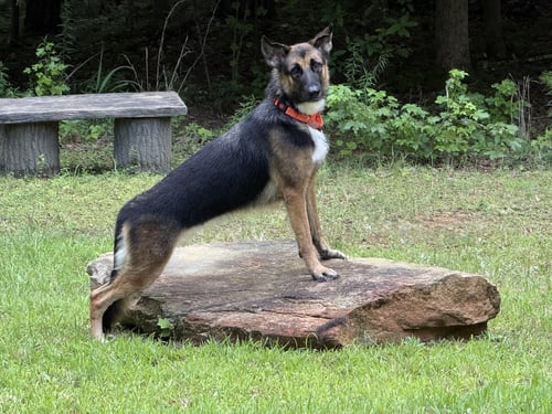 BONNY 3173 - German Shepherd Dog for adoption in Fort Lauderdale