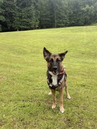 Bonny 3173 - Photo 3