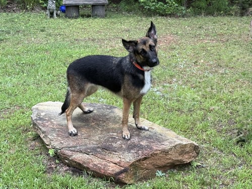 BONNY 3173 - German Shepherd Dog available for adoption