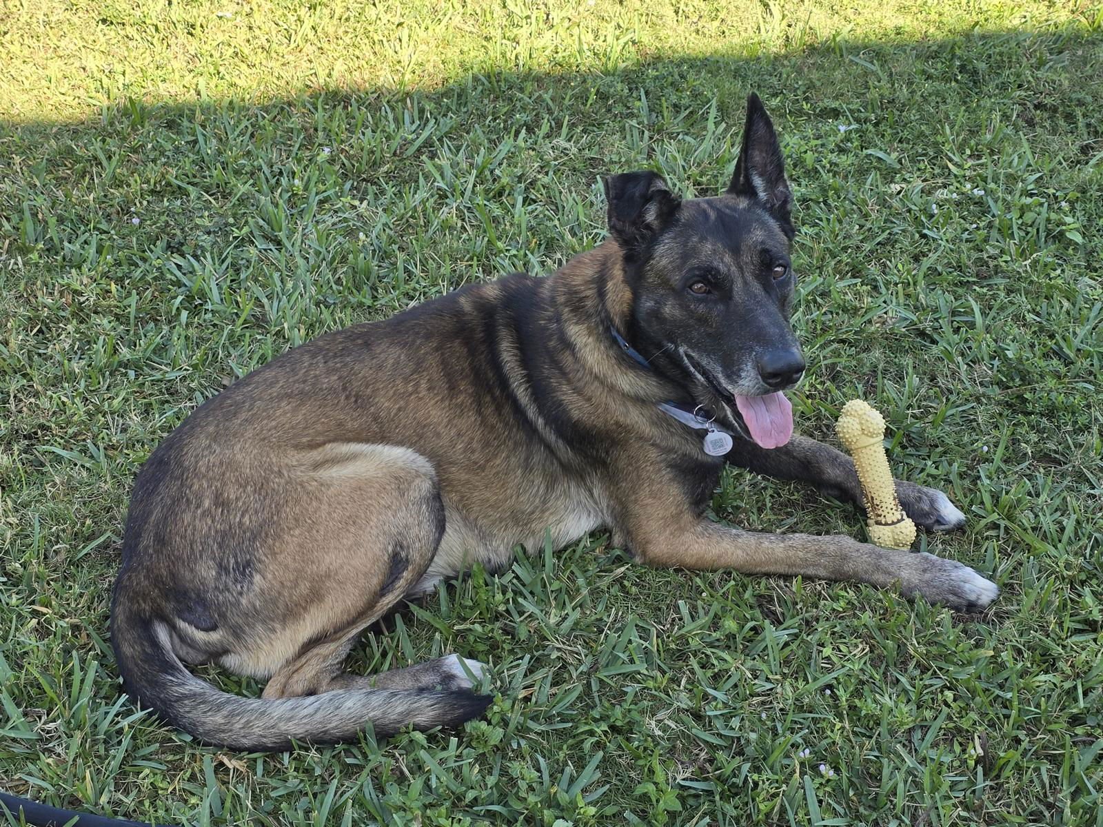 MAX 3162 - German Shepherd Dog / Belgian Shepherd Malinois for adoption in Fort Lauderdale