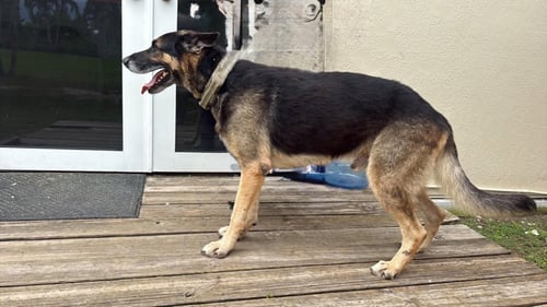 BANDIDO 3174 - German Shepherd Dog available for adoption