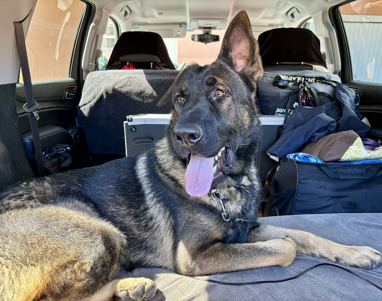 KING 3151 - German Shepherd Dog for adoption in Fort Lauderdale