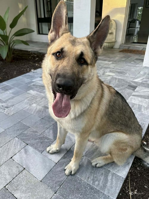 PLUTO 3160 - German Shepherd Dog for adoption in Fort Lauderdale
