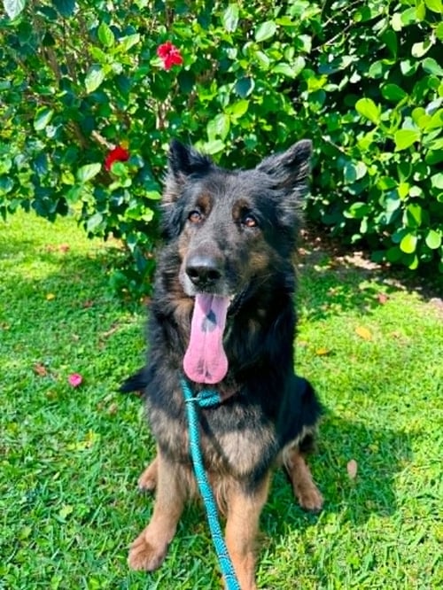 IVY 3160 - German Shepherd Dog for adoption in Fort Lauderdale