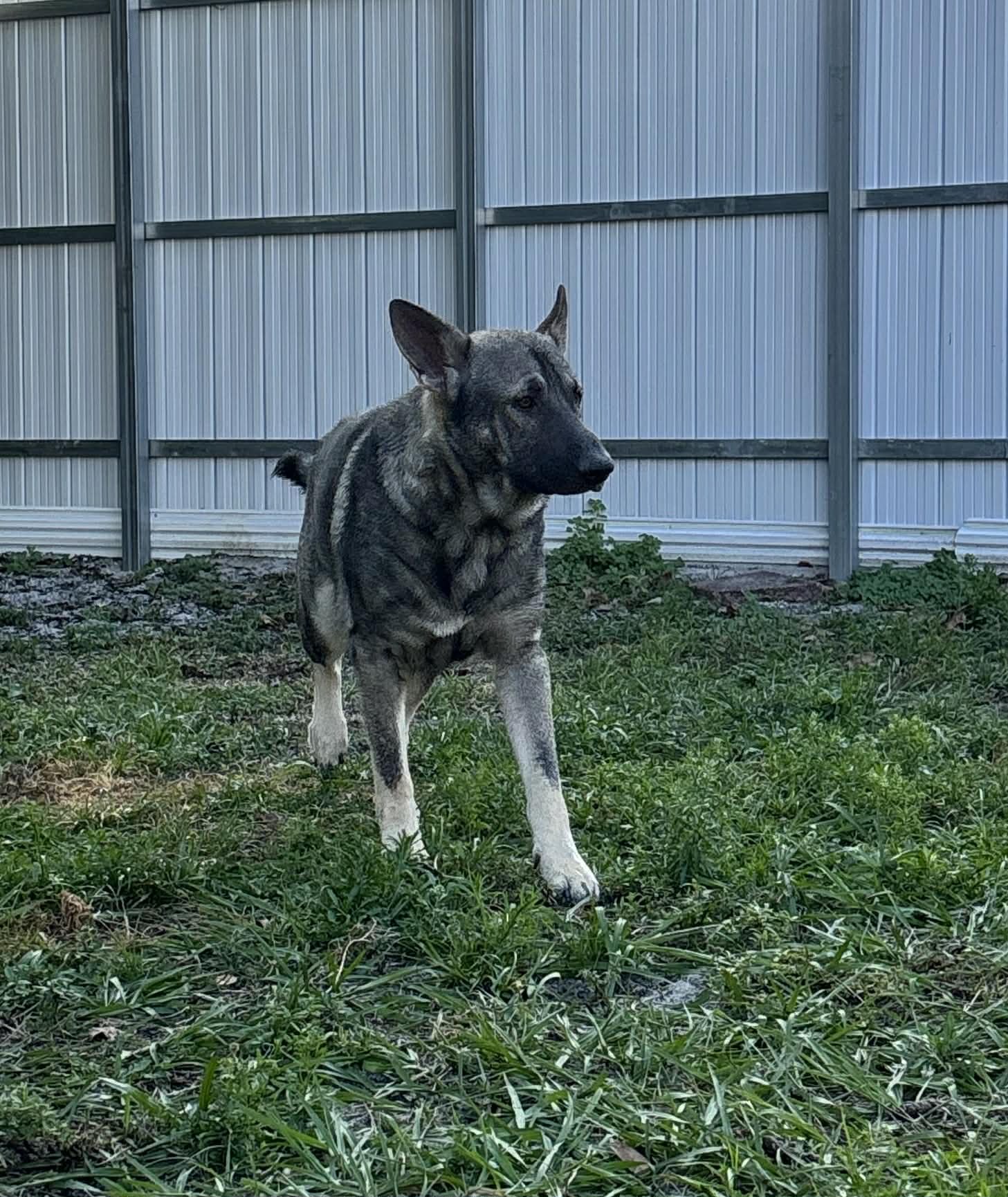 SKIE 3154 - German Shepherd Dog for adoption in Fort Lauderdale