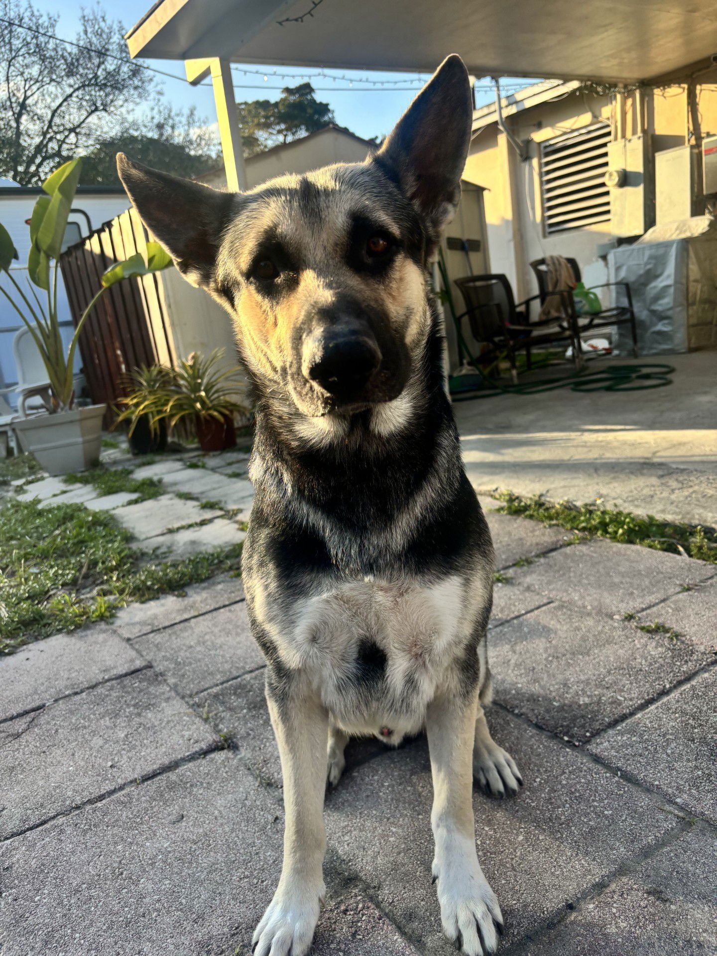SHADOW 3155 - German Shepherd Dog for adoption in Fort Lauderdale