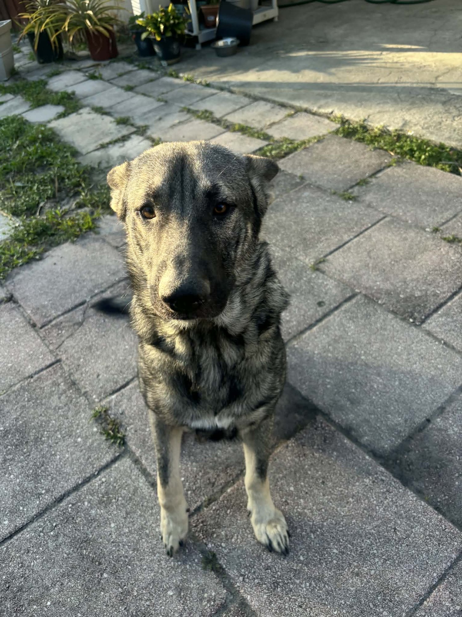 Shadow 3155 - Photo 2