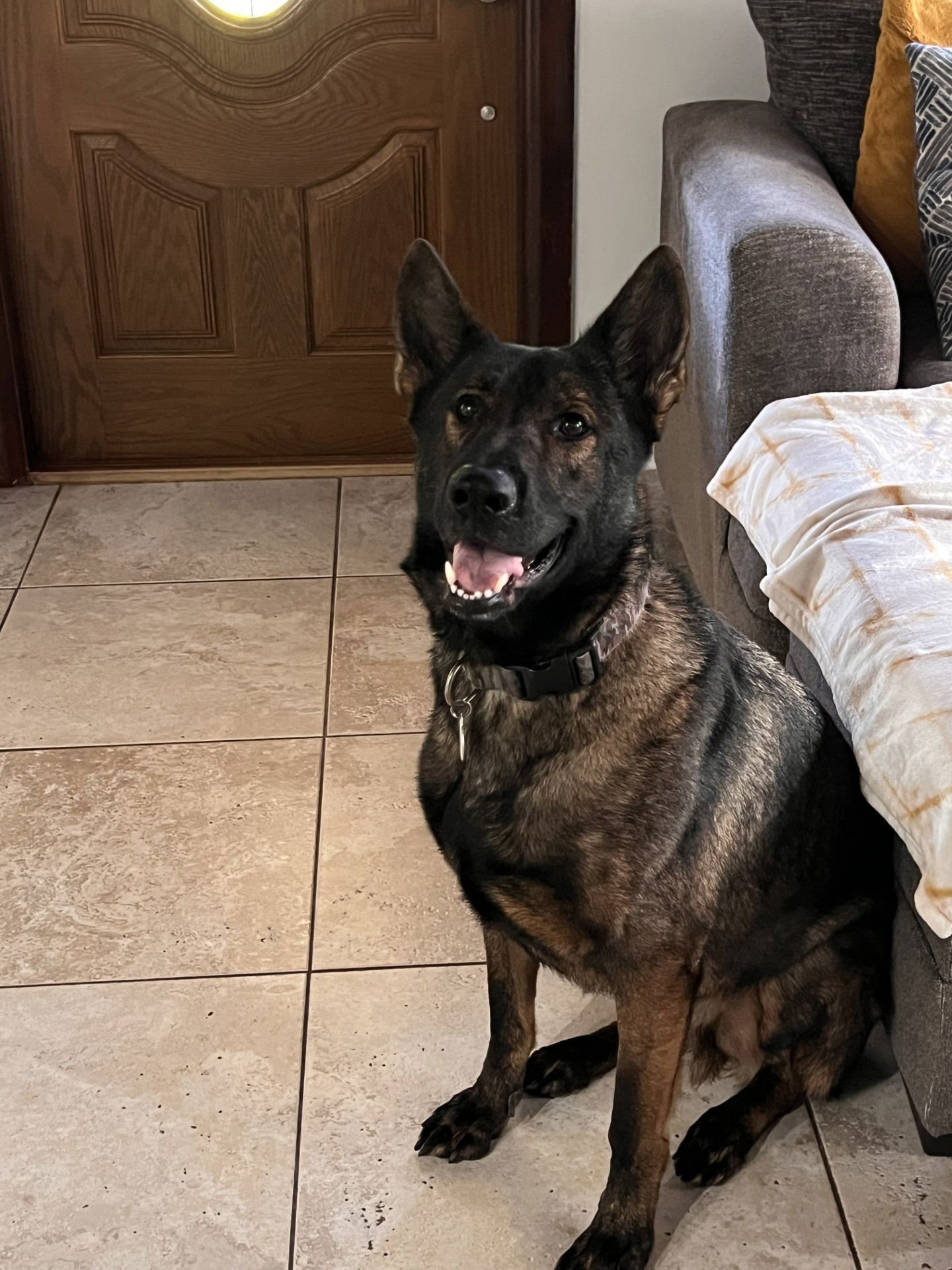 VASCO 3150 - German Shepherd Dog for adoption in Fort Lauderdale