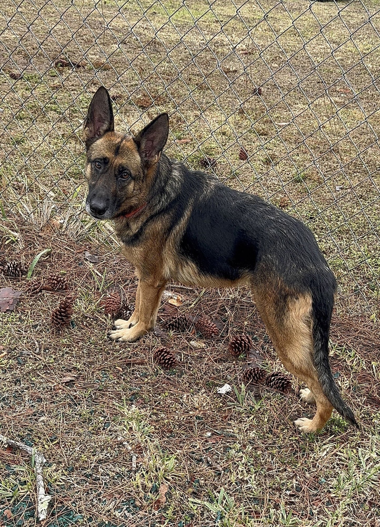 FREYA 3153 - German Shepherd Dog for adoption in Fort Lauderdale