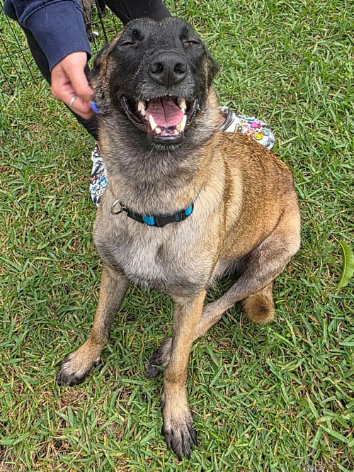 MALI 3162 - Belgian Shepherd Malinois available for adoption